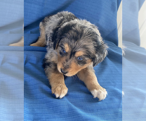 Aussiedoodle Puppy for sale in CENTER, KY, USA