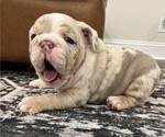 Small #1 English Bulldog
