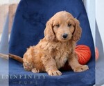 Luna - Female Goldendoodle (Miniature) Puppy for Sale - Small photo