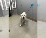 Small American Bulldog Mix