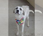 Small #2 Great Pyrenees Mix