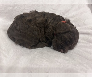 Medium Cockapoo (Miniature)