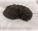 Puppy Red Cockapoo (Miniature)