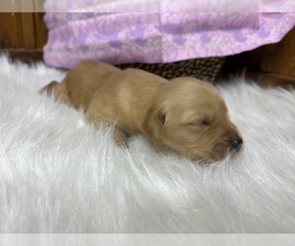 Medium Photo #2 Golden Retriever Puppy For Sale in NEOLA, WV, USA