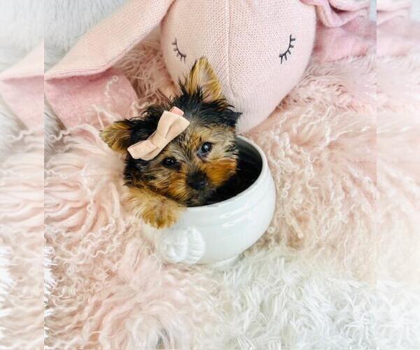 Medium Photo #28 Yorkshire Terrier Puppy For Sale in ATLANTA, GA, USA