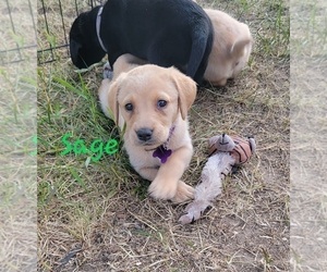 Labrador Retriever Puppy for sale in GOBLES, MI, USA