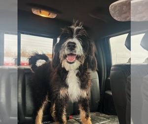 Mother of the Aussiedoodle-Bernedoodle Mix puppies born on 04/24/2026
