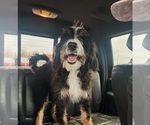 Small Photo #1 Aussiedoodle-Bernedoodle Mix Puppy For Sale in LOGAN, OH, USA