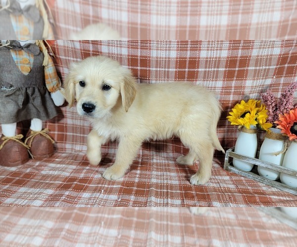 Medium Photo #55 Golden Retriever Puppy For Sale in FALCON, CO, USA
