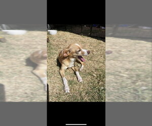 Chihuahua Dogs for adoption in San Diego, CA, USA