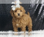 Puppy Pippin F1B Maltipoo