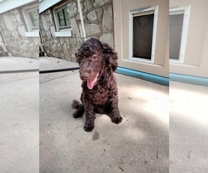 Cock-A-Poo-Unknown Mix Puppy for sale in BALTIMORE, MD, USA