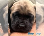 Puppy Puppy 1 Mastiff