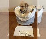 Small Photo #1 Golden Retriever Puppy For Sale in ASHLAND, OH, USA