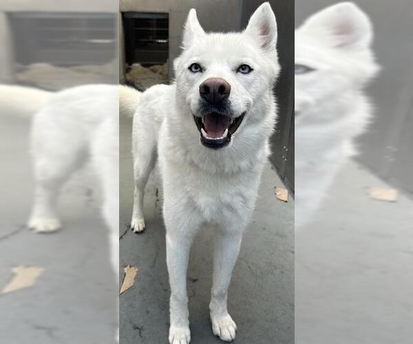 Medium Photo #1 Siberian Husky Puppy For Sale in Santa Cruz, CA, USA
