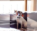 Small Photo #1 American Foxhound-Unknown Mix Puppy For Sale in Minneapolis, MN, USA