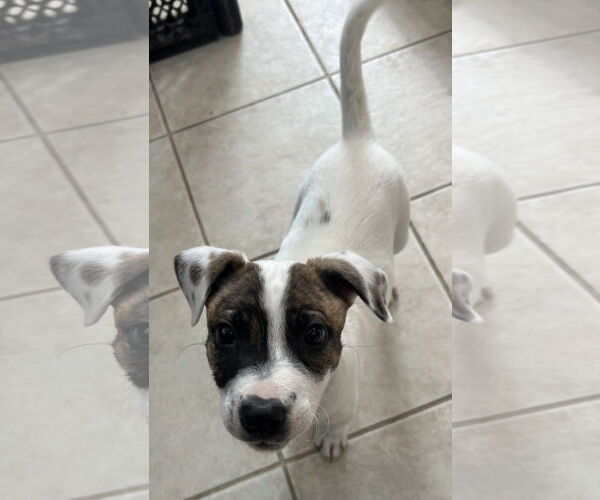 Medium Photo #6 Australian Shepherd-Unknown Mix Puppy For Sale in Stephens City, VA, USA