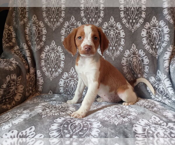 Medium Photo #3 Brittany Puppy For Sale in DOWAGIAC, MI, USA