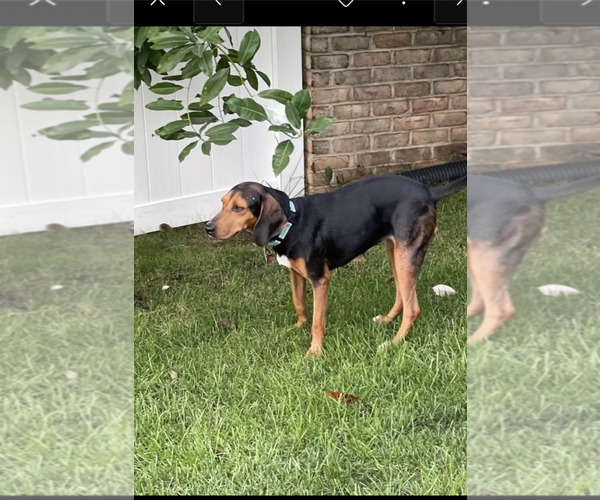 Medium Photo #13 Black and Tan Coonhound Puppy For Sale in Westminster, MD, USA