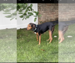 Small #12 Black and Tan Coonhound