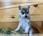 Small #4 Alaskan Klee Kai-Pomeranian Mix