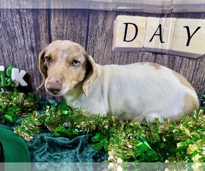 Dachshund Puppy for sale in CASSVILLE, MO, USA