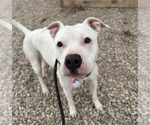 Medium Photo #1 Mutt Puppy For Sale in Fort Collins, CO, USA