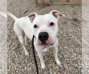 Mutt Dogs for adoption in Fort Collins, CO, USA