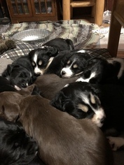 English Springer Spaniel-Siberian Husky Mix Puppy for sale in DRESSER, WI, USA