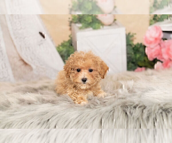 Medium Photo #5 Maltipoo Puppy For Sale in WARSAW, IN, USA