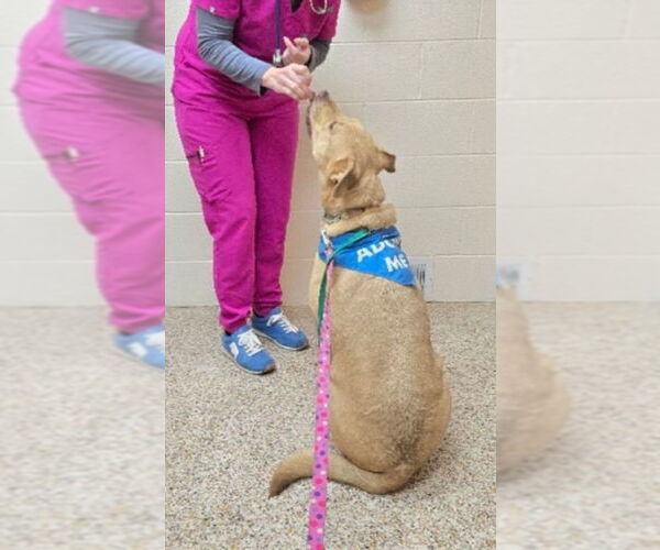 Medium Photo #17 American Staffordshire Terrier-Labrador Retriever Mix Puppy For Sale in Winston Salem, NC, USA