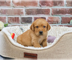 Small #4 Labrador Retriever