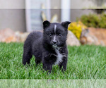Small #2 Pomsky
