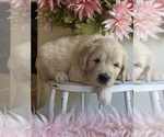 Small Photo #5 Labradoodle Puppy For Sale in GLENDALE, CA, USA