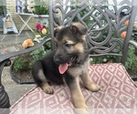 Puppy Puppy 2 German Shepherd Dog