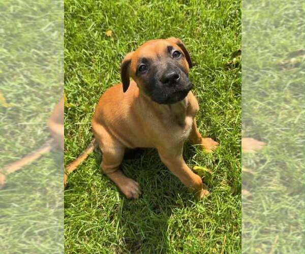 Medium Photo #4 Labrador Retriever-Unknown Mix Puppy For Sale in Springdale, PA, USA