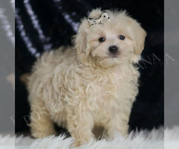 Medium Photo #59 Maltipoo (Miniature) Puppy For Sale in WARSAW, IN, USA