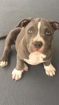 Medium Photo #1 American Bully Puppy For Sale in ENGLEWOOD, CO, USA