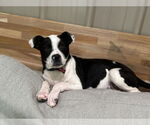 Small #1 Mutt