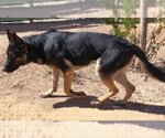 Small Photo #3 German Shepherd Dog Puppy For Sale in Apple Valley, CA, USA