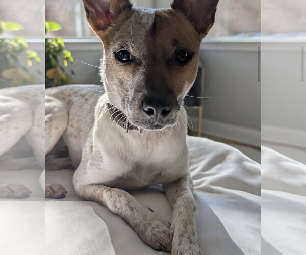 Medium Photo #4 Mutt Puppy For Sale in Decatur, GA, USA