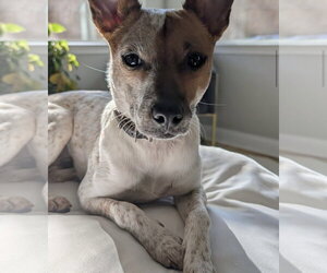 Maki-Ato - Female Mutt Dog for Adoption - Photo #4