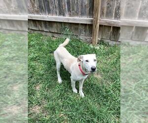 Mutt Dogs for adoption in San Antonio, TX, USA