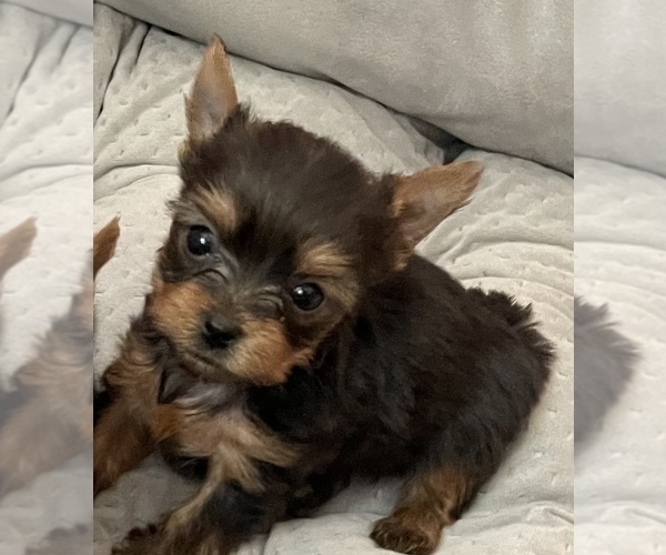 Medium Photo #1 Yorkshire Terrier Puppy For Sale in MADEIRA BEACH, FL, USA