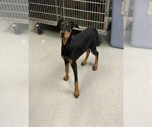 Doberman Pinscher Dogs for adoption in Rancho Cucamonga, CA, USA