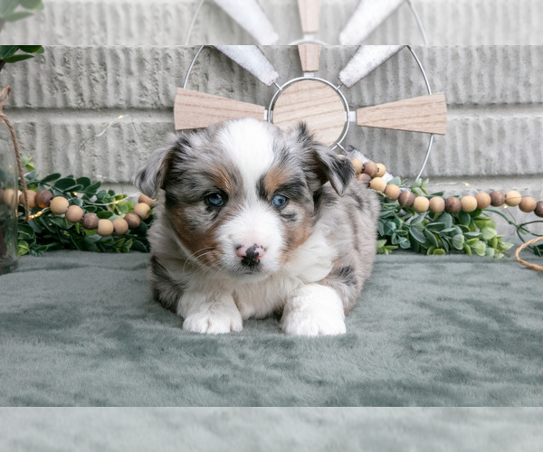 Medium Photo #9 Miniature Australian Shepherd Puppy For Sale in BALTIC, OH, USA