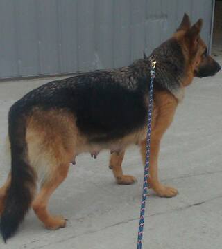 Medium Photo #1 German Shepherd Dog Puppy For Sale in NAPPANEE, IN, USA