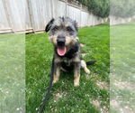 Small #1 Mutt