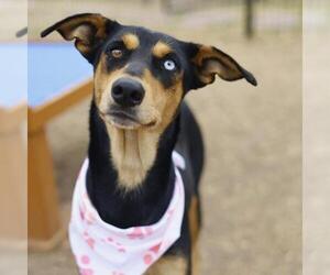 Doberman Pinscher-Unknown Mix Dogs for adoption in San Antonio, TX, USA