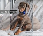 Small #1 Doberman Pinscher